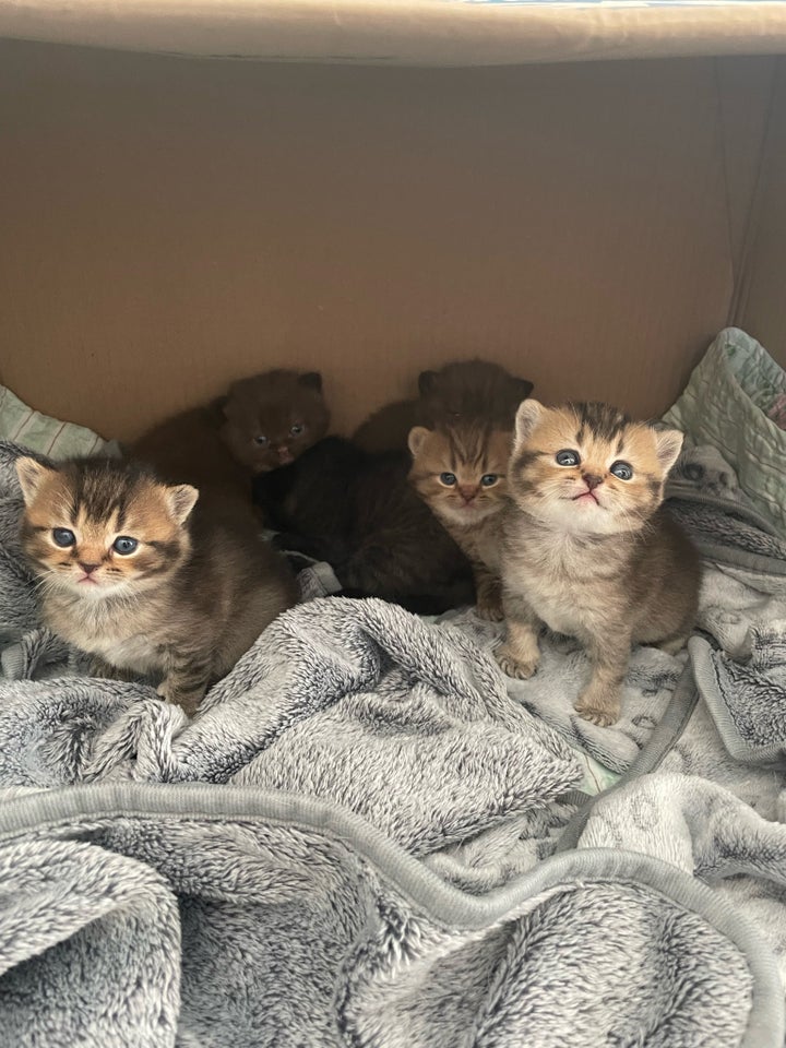 British Shorthair, flere