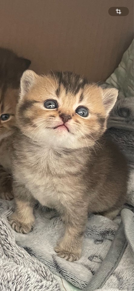 British Shorthair, flere