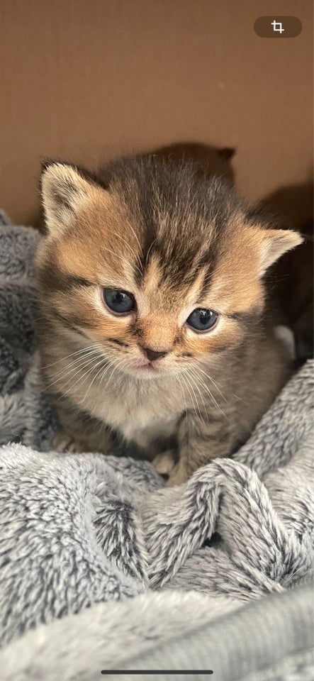 British Shorthair, flere