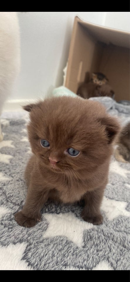 British Shorthair, flere