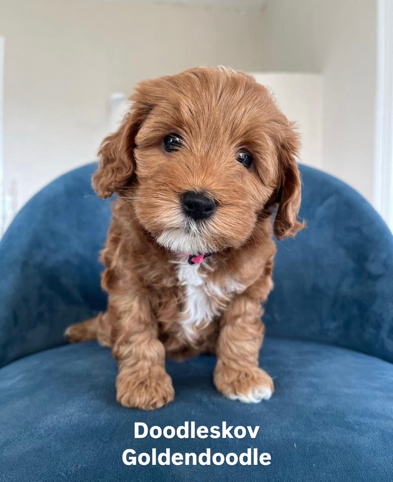 Toy/Mini Goldendoodle F1bb