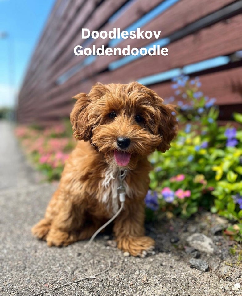 Toy/Mini Goldendoodle F1bb