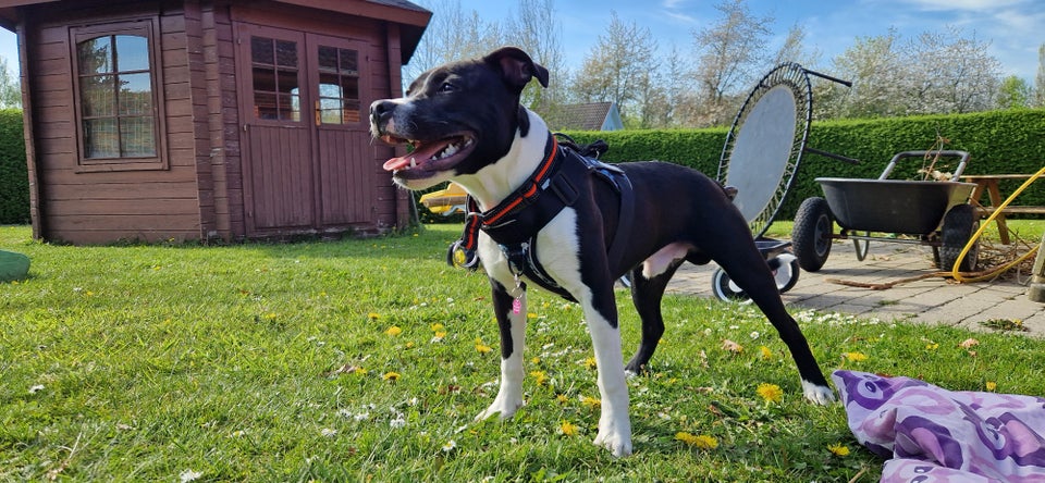 Staffordshire Bull Terrier hund