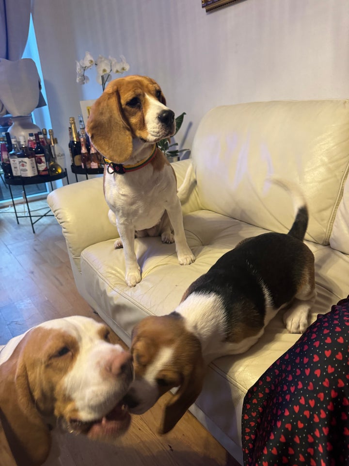 Beagle hvalpe