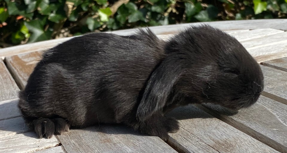 Kanin, FRANSK VÆDDER HAN SORT, 0 år