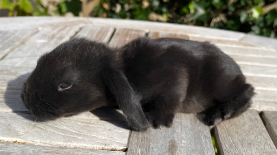 Kanin, FRANSK VÆDDER HAN SORT, 0 år