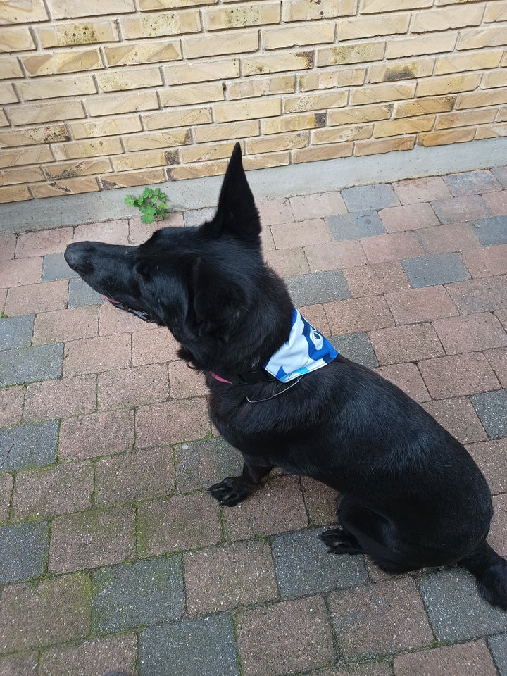 Hundebeklædning Bandana