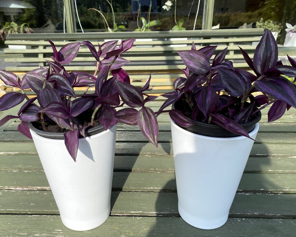 Potteplanter Tradescantia