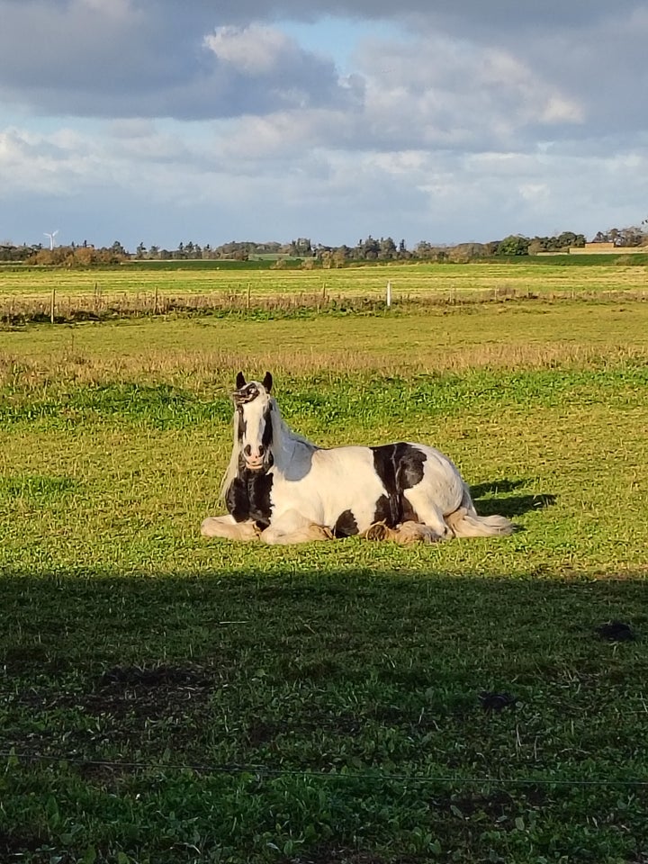 Irish Cob, vallak, 7 år