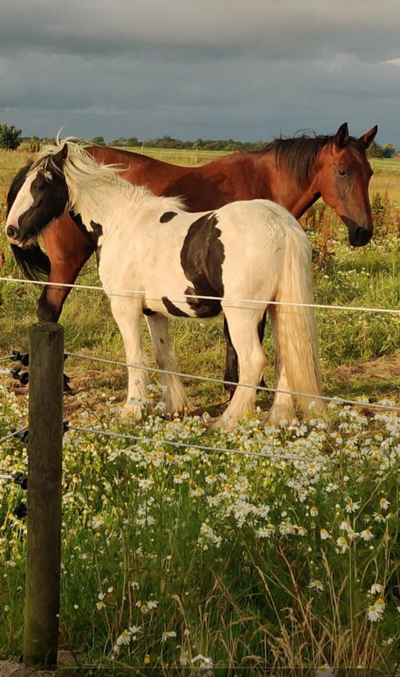 Irish Cob, vallak, 7 år