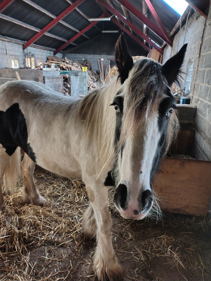 Irish Cob, vallak, 7 år