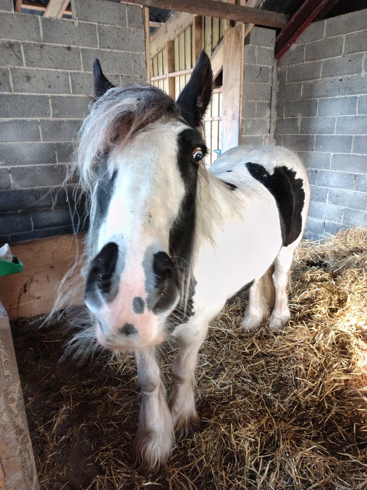 Irish Cob, vallak, 7 år