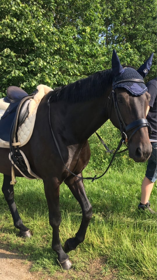 Dansk Varmblod hoppe 9 år