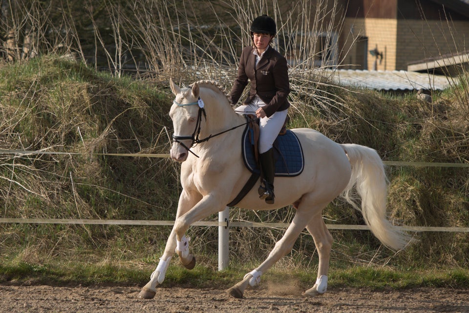 Palomino hingst 14 år