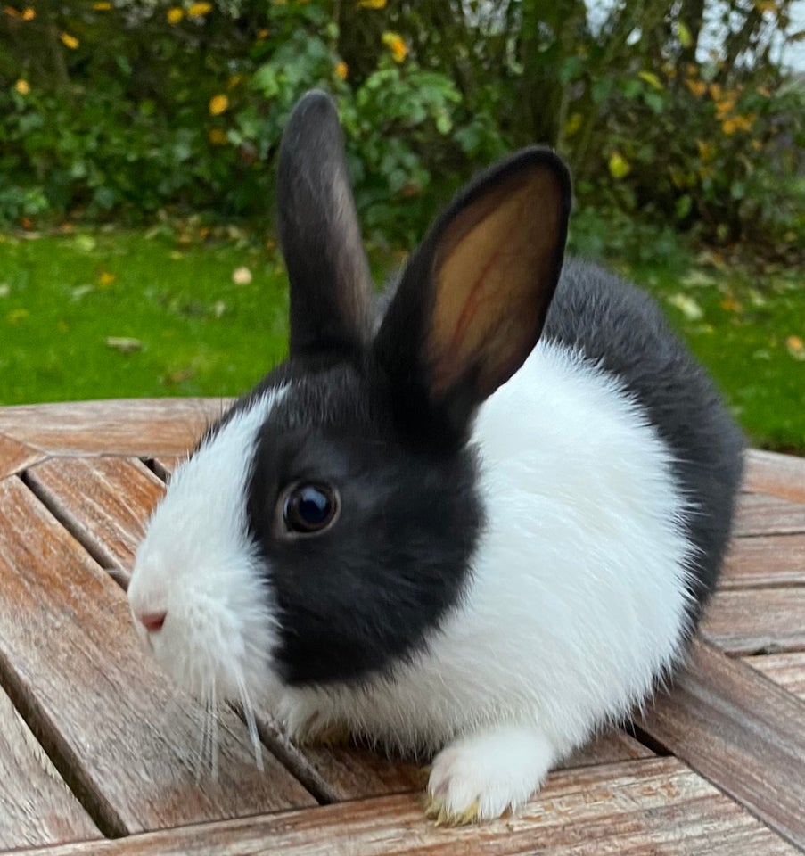 Kanin, HOLLÆNDER HUN SORT, 0 år