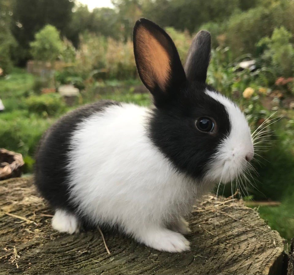 Kanin, HOLLÆNDER HUN SORT, 0 år