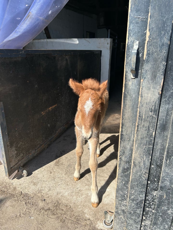 Islænder hingst 0 år