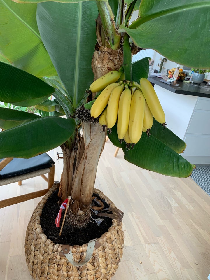 Bananpalme