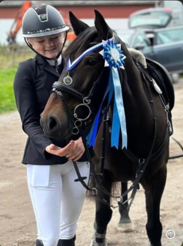 Blanding hoppe 8 år