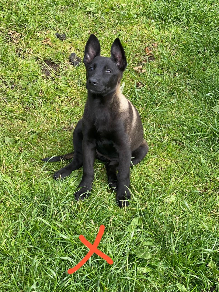 Malinois  hvalpe salgsklar