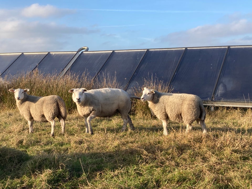 Vædder, Texel, 1 stk.