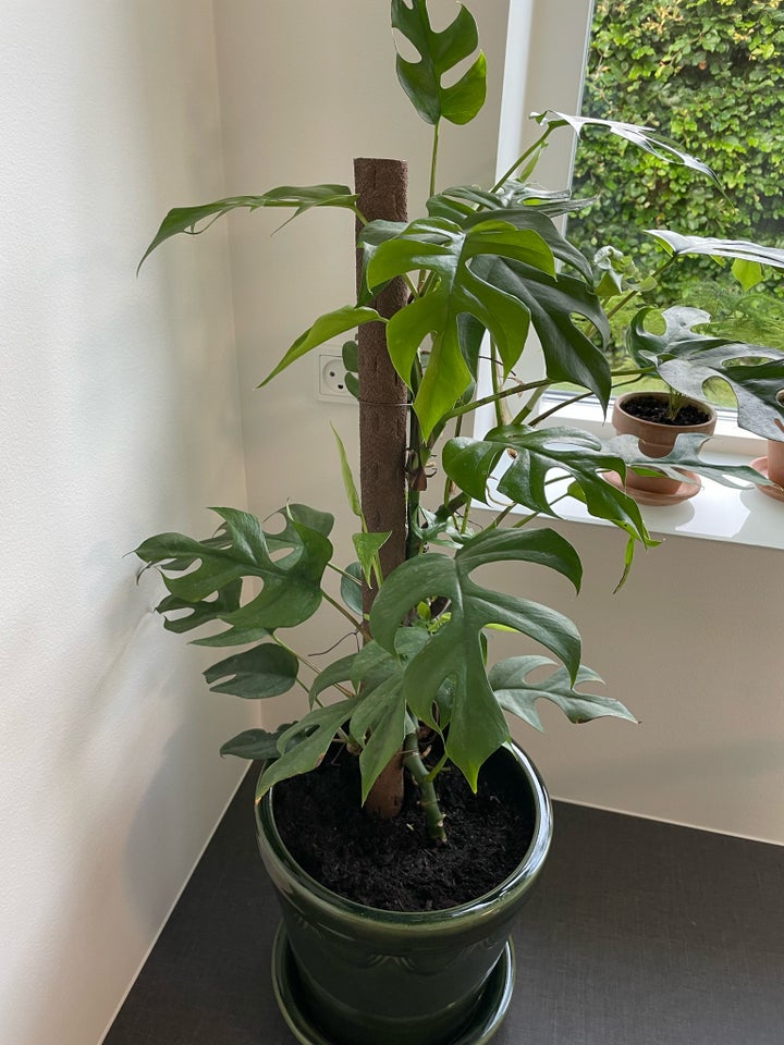 Stueplante inkl krukke Monstera