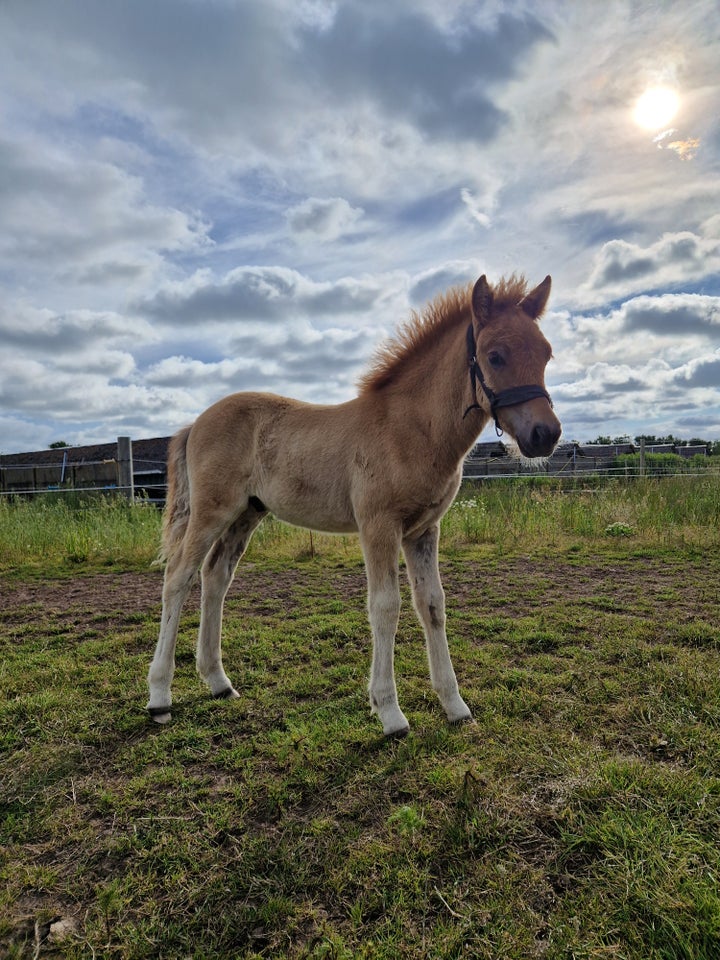 Islænder hingst 1 år