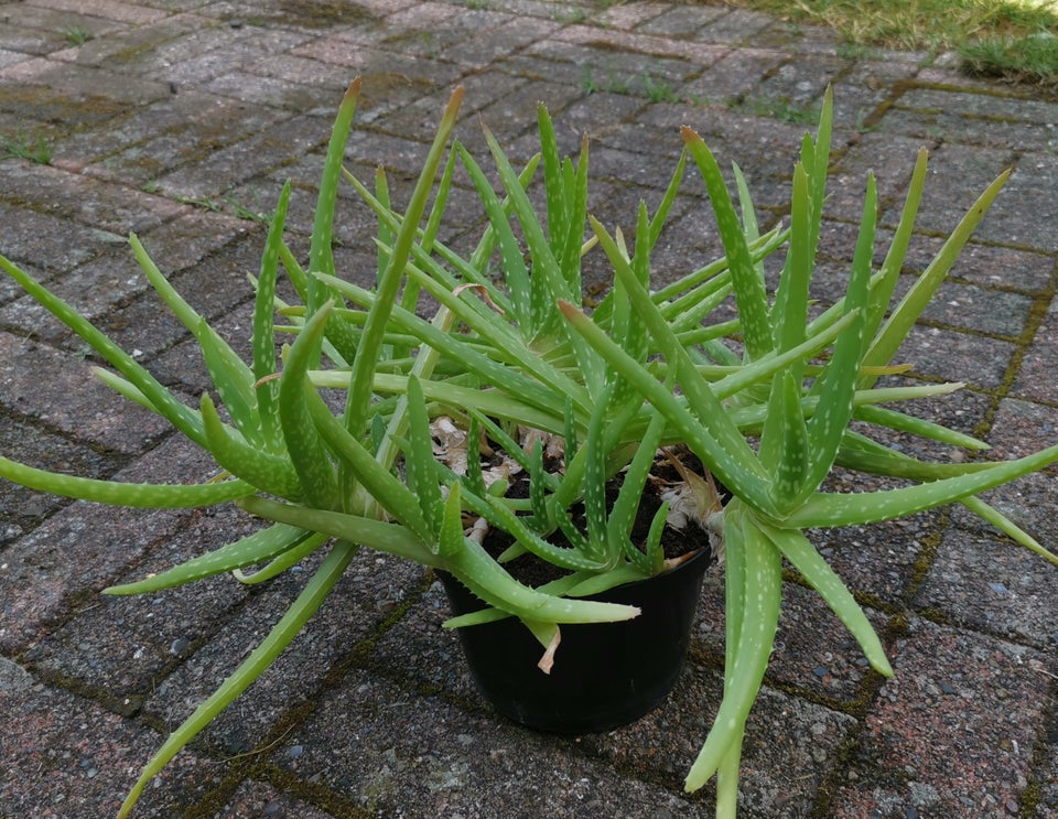 Potteplante Aloe Vera