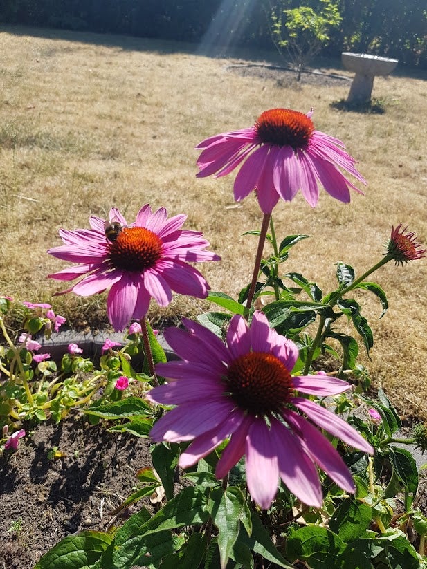 Frø, Solhat "Magnus" - rosa