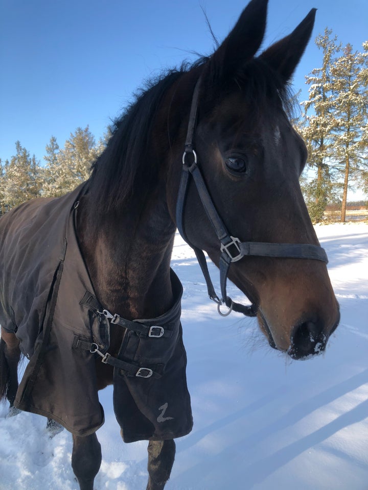 Dansk Varmblod vallak 9 år