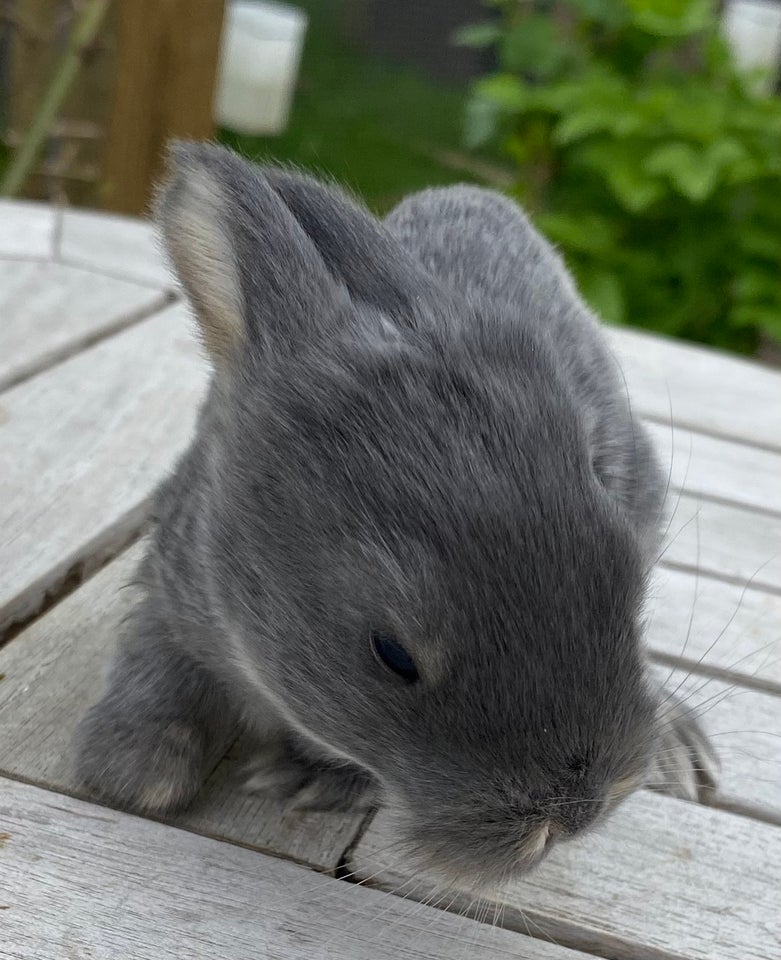 Kanin FRANSK VÆDDER HAN BLÅ OTTER