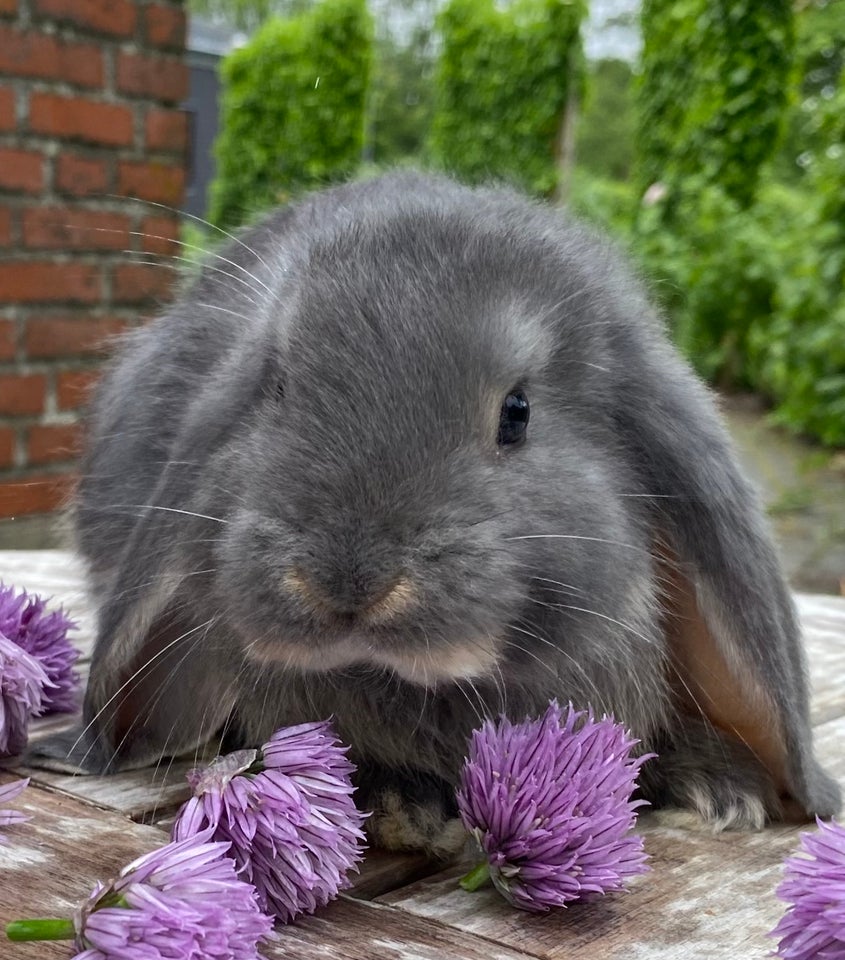 Kanin FRANSK VÆDDER HAN BLÅ OTTER