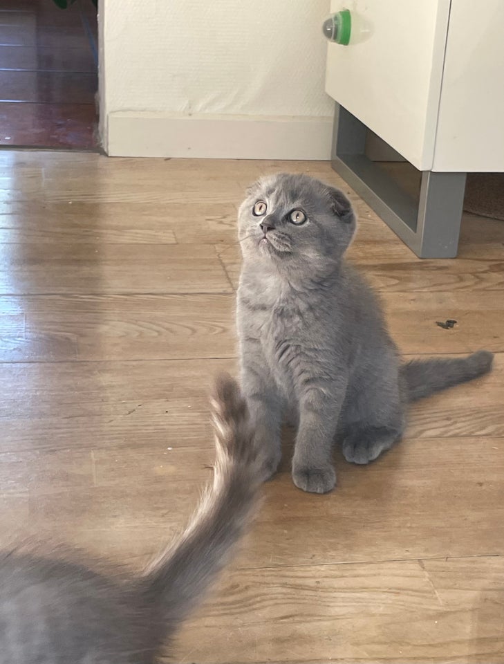 Scottish fold og straight