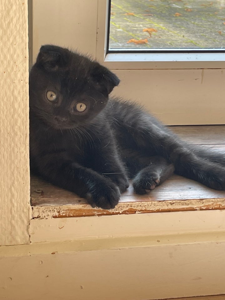 Scottish fold og straight