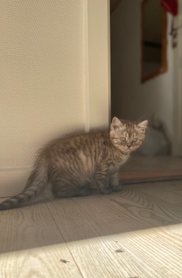 Scottish fold og straight