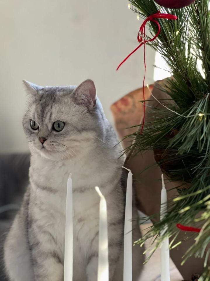 Scottish fold og straight