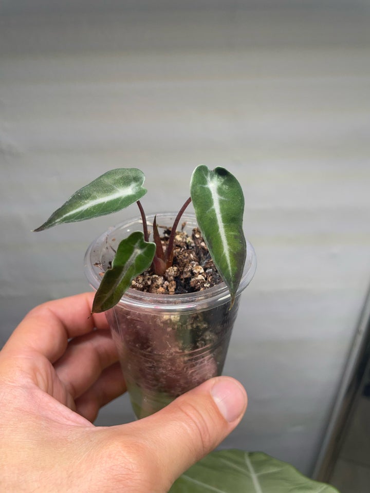 Alocasia Bambino