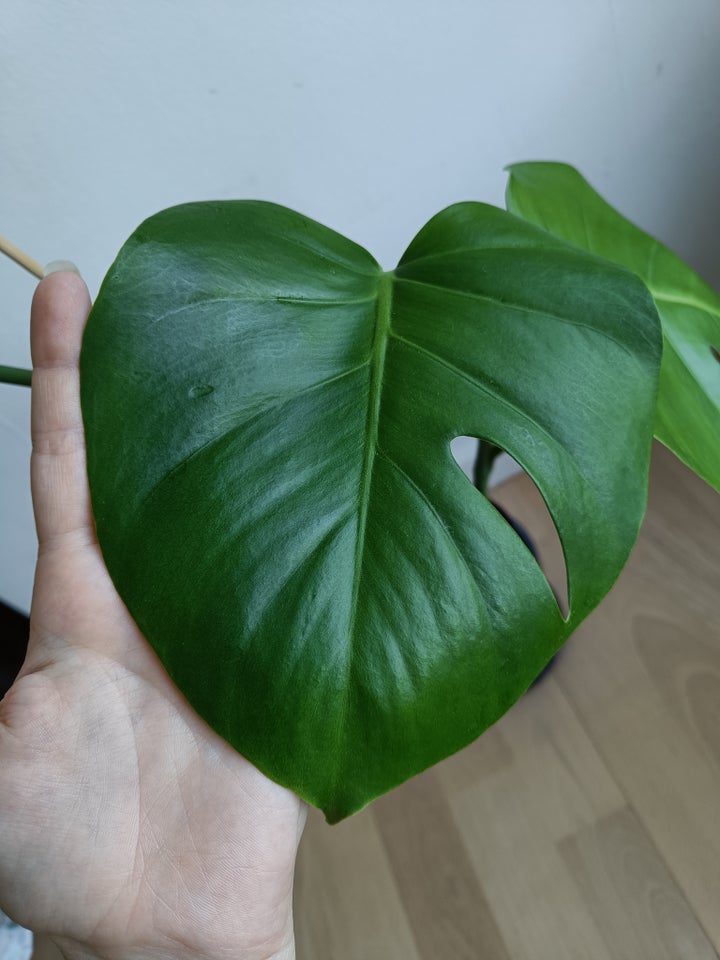 Monstera