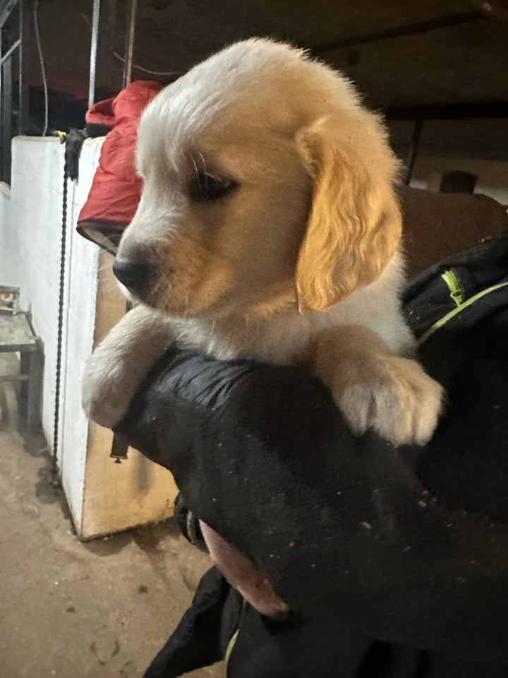 Golden Retriever , hvalpe, 7 uger