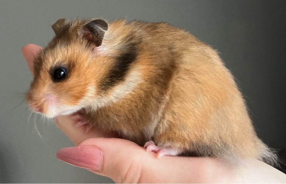 Hamster, Guldhamster, 0 år