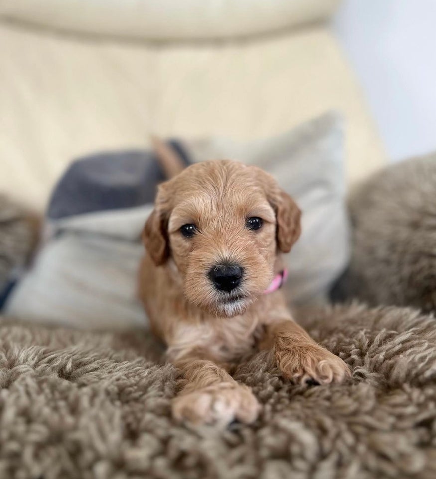 Multigenerations Goldendoodle