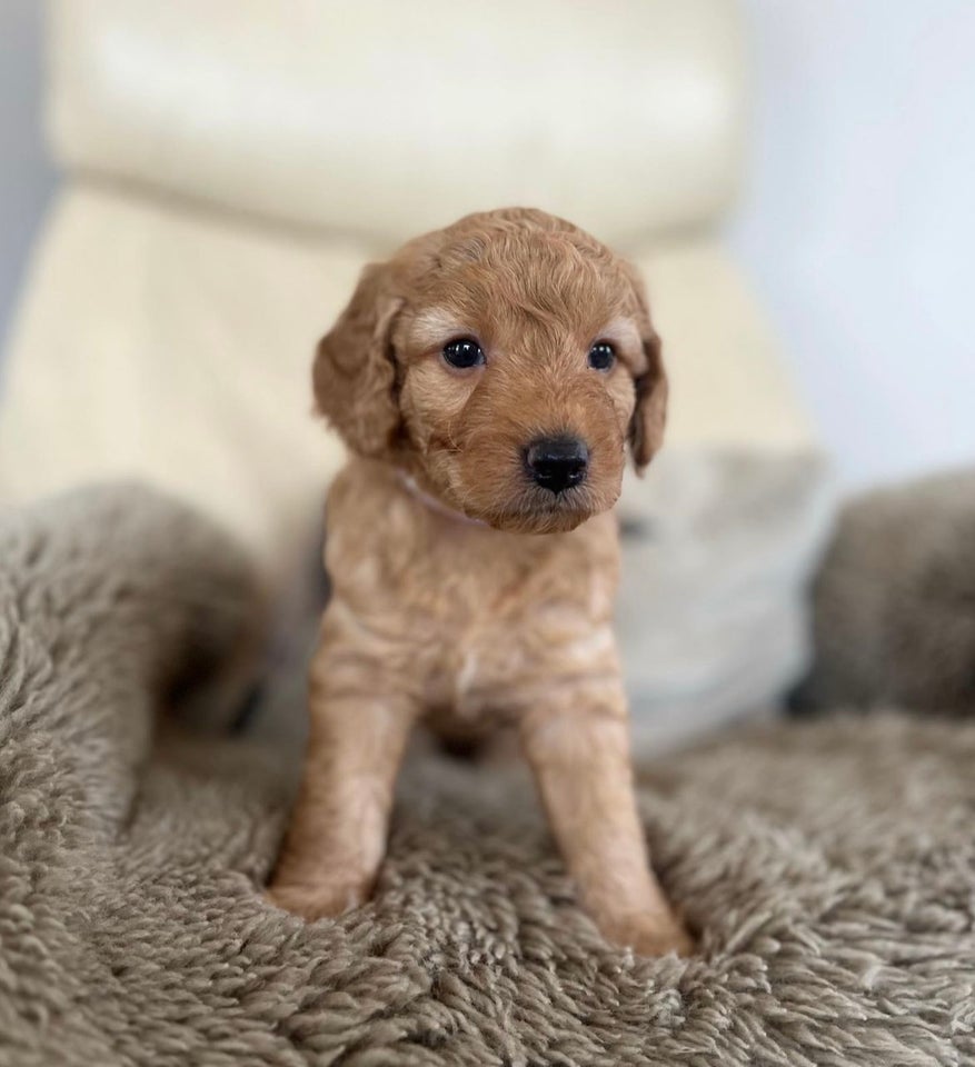 Multigenerations Goldendoodle