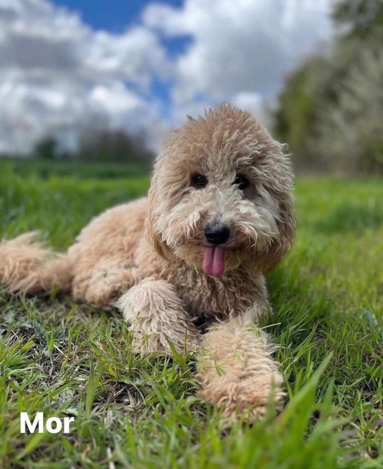 Multigenerations Goldendoodle