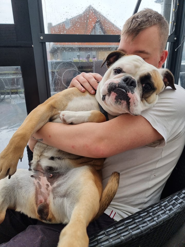 Old english bulldog/boxer, hund, 2