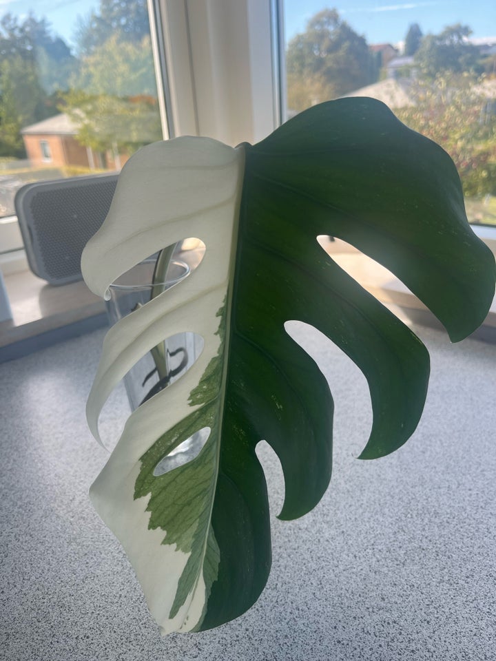 Monstera albo Monstera albo