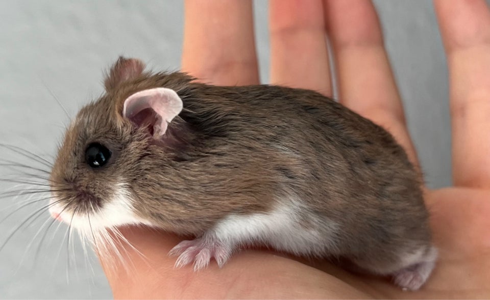 Hamster, Roborovski dværghamster