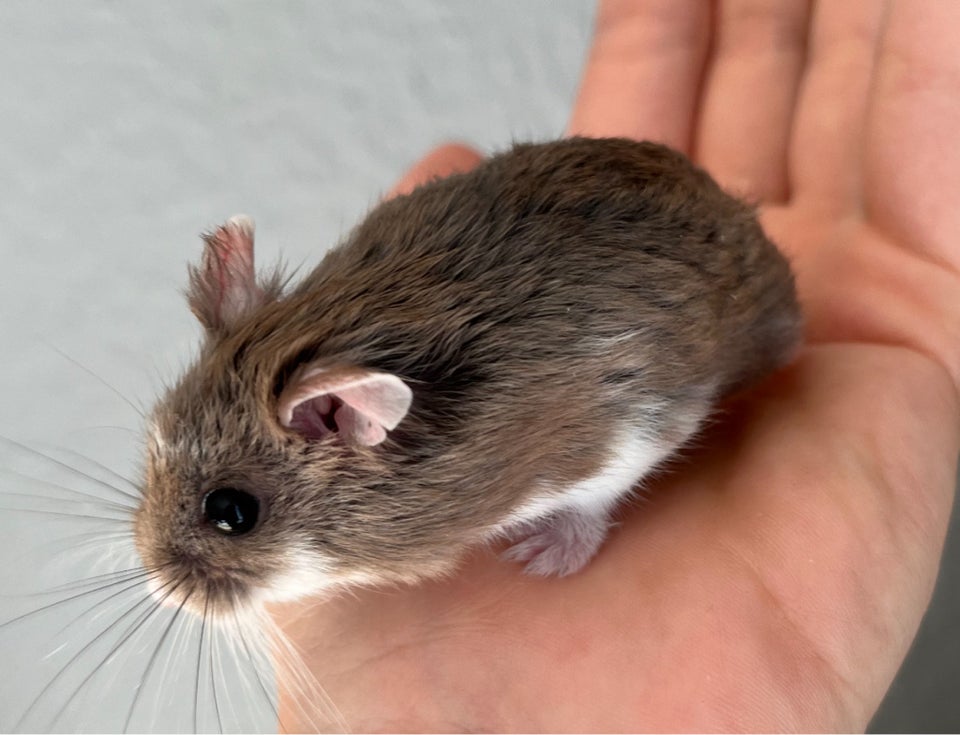 Hamster, Roborovski dværghamster