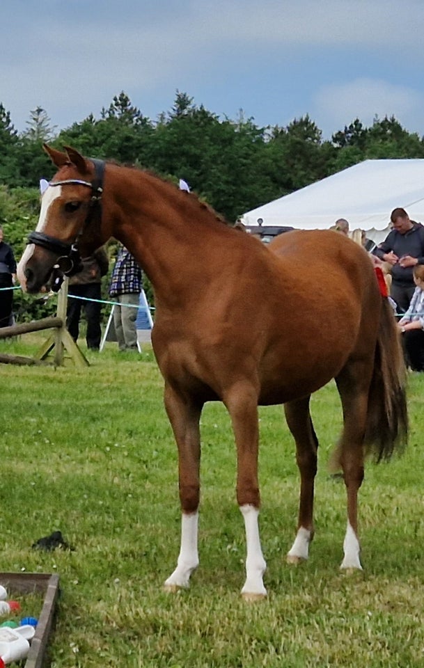 Dansk Sports Pony (DSP) hoppe 2 år