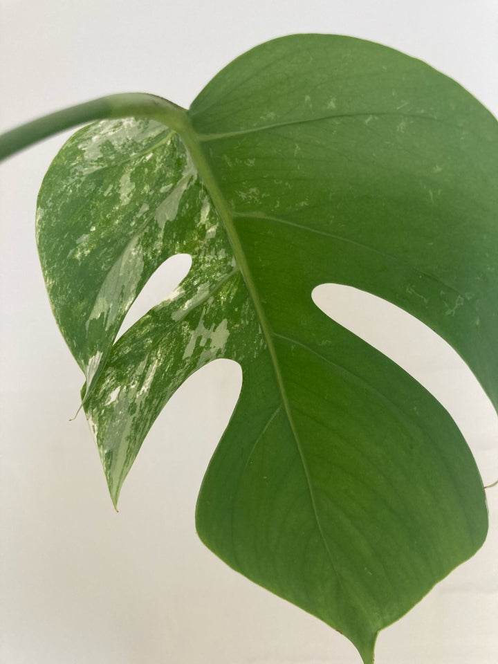 Monstera albo variegata Monstera