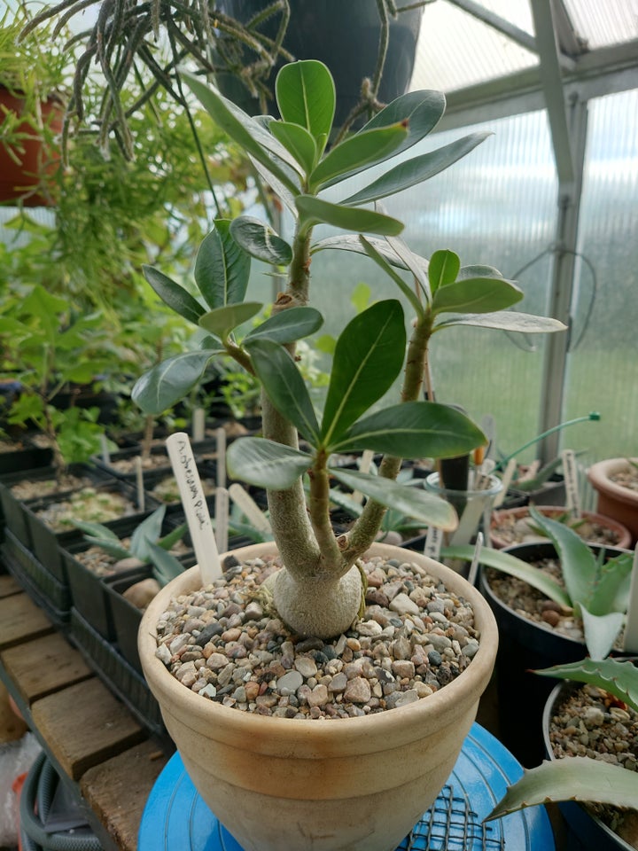 Sukkulent Adenium obesum 'pink'